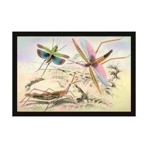  Three Insects 24x36 Giclee