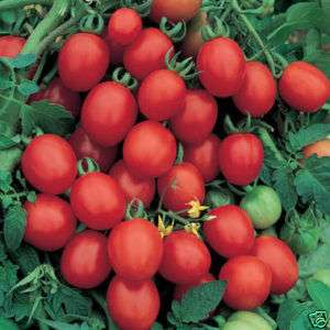 Sugar Plum Grape Tomato 25 Vegetable Seeds*Super Sweet*  