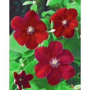  1 Red Cardinal Clematis Flower Plant Root Patio, Lawn & Garden