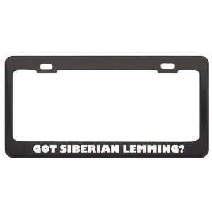 Got Siberian Lemming? Animals Pets Black Metal License Plate Frame 