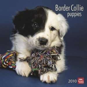  Border Collie Puppies 2010 Wall Calendar: Office Products