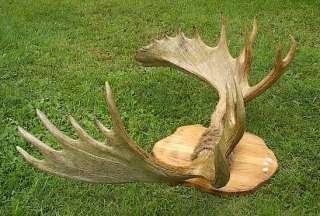 LARGE Moose 21 Point Shed Taxidermy Horns 46x26 Antlers  