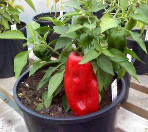 25 REDSKIN PEPPER SEEDS RED PEPPER SMALL PLANT  