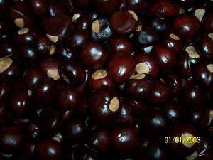 100 SMALL BUCKEYE NUTS SIZE WILL VARY , GREAT FOR BRACLETS, CRAFTS 