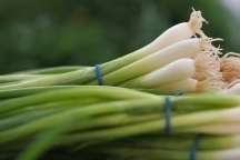 Onion Seeds  Scallions  White Bunching Southport  100+ 2012 $1.69 Max 