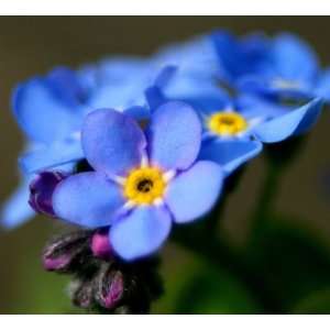  500 CHINESE FORGET ME NOT (Hounds Tongue) Cynoglossum 