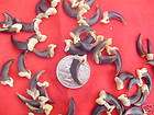 20 Real Coyote claws craft native american claw toes art supplys 
