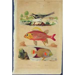   Fish Bird Fishes Birds Hochequeue Holacanthe Old Print
