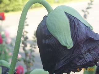 Papaver Somniferum Huge Black Peony Pompom Poppy Seeds  