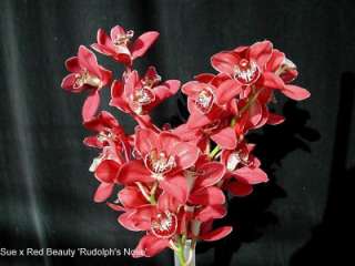 Cymbidium Susie Q Red Hybrid Orchid Plant [CYM03]  