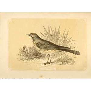   The Thrush 1860 Coloured Engraving Sepia Style Birds