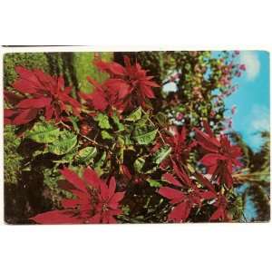  Poinsettias West Cost of Florida Postcard 