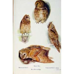  British Birds By W Foster Barn Owl Longeared Shorteared 