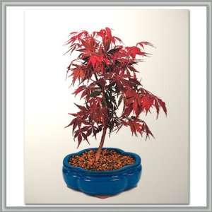 Japanese Red Maple Bonsai Tree  Nursery: Grocery & Gourmet Food