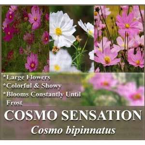   SHOWY COSMO Flower Seeds BULK ~LARGE FLOWERS ~ Patio, Lawn & Garden