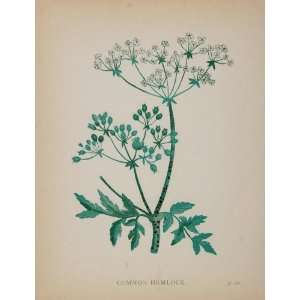 1902 Botanical Print Poison Hemlock Conium Maculatum   Original Print