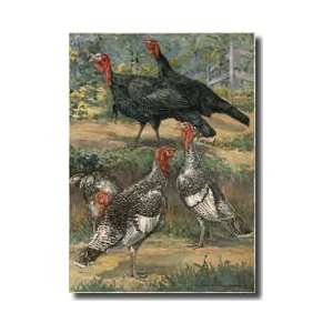  Black Turkeys And Narragansett Turkeys Giclee Print