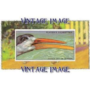   10cm) Art Greetings Card Bird Scissor Bill or Skimmer Vintage Image