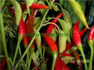 Zimbabwe Bird Hot Pepper seeds, HOT! HOT! HOT! (HP0048)  