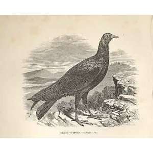  Black Vulture 1862 WoodS Natural History Birds: Home 