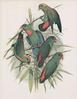   Cooper natural history print PHILIPPINE HANGING PARROT  