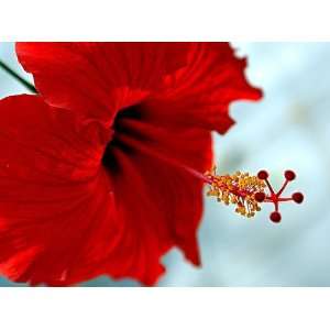  High Noon Hibiscus Plant   4 POT   Indoors or Out Patio 