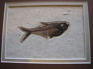 Pre historic FISH  FRAMED FOSSIL  Framed Diplomystus  