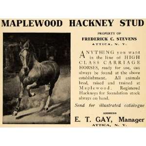  1909 Ad Maplewood Hackney Stud Carriage Horses NY 