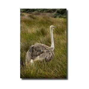  Ostrich Republic Of South Africa Giclee Print: Home 
