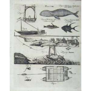   Encyclopaedia Britannica 1801 Whale Nature Bridge Ship