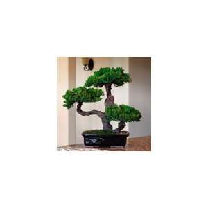     Triple Trunk Preserved Bonsai Tree Preserved   Not a living tree