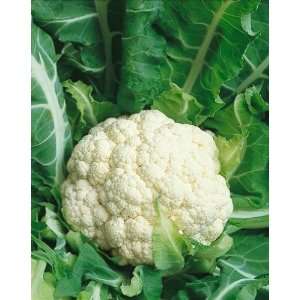  Snowball Y Improved Cauliflower Seeds   Brassica Oleracea 