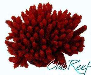 XLarge Red Acropora Colony SPS Artificial Acro Coral  