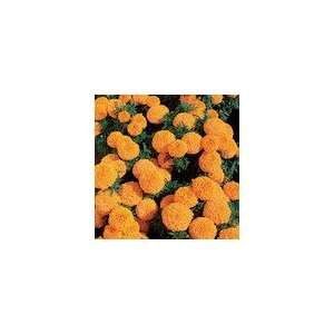  Marigold Moonstruck Orange Seeds Patio, Lawn & Garden