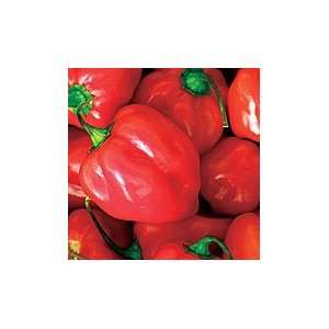 Habanero Chile   Pack  Grocery & Gourmet Food