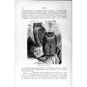  NATURAL HISTORY 1895 INDIAN FISH OWL BIRD PREY PRINT: Home 