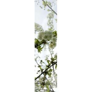 Horn textiles Jamaika 36 Flächenvorhang digital bedruckt Kirschblüte 