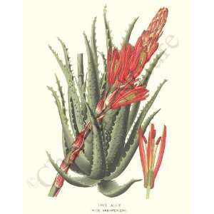   Botanical Flower Print Tree Aloe   Aloe arborescens