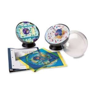  Nasco   Plant and Animal Cell Model Activity Set 