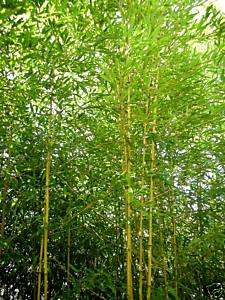 FAST GROW Cold Hardy HUMILIS Bamboo Screen Plant 5 Gal  