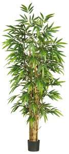 often referred to as buddha s belly bamboo this gorgeous tree brings a 
