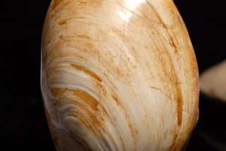 Offered for sale here is a single quality fossilized clam, from a 