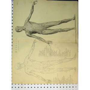  C1890 Human Body Diagram Muscles First Layer Old Print 