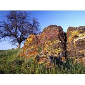 Moss Covered Rocky Outcropping on a Grassy Hillside, California, Usa 