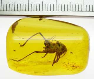 Grasshopper fossil insect inclusion in Baltic amber  