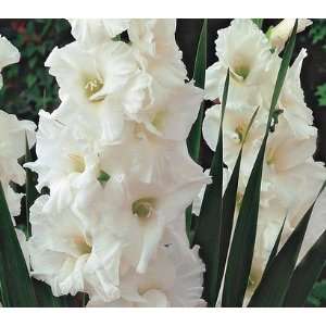  5 White Essential Gladiolus Flower Bulbs, Perennial 