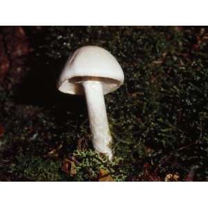  Inocybe Mushroom Mushroom at Base of a Giant Myrtle Beech Tree 