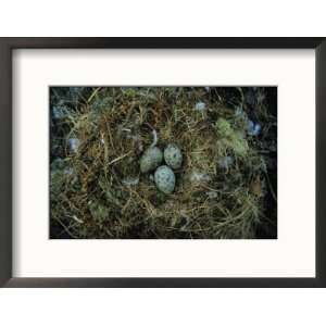  Glaucous Winged Gull Nest with Three Eggs Art Styles 