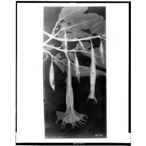   trumpets,radiography,plants,flowers,leaves,images,interior,c1935