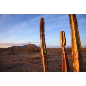  Golden Light on Organ Pipe Cactus, North of Puerto Penasco 